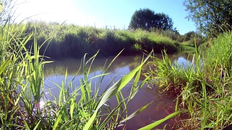 Relaxing Summer River Environment; Moving Grass Closeup Stock Footage 103630274