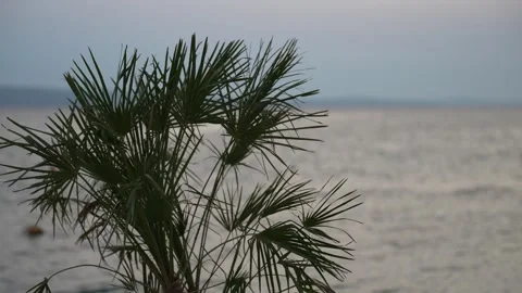 Relaxing summer vacation background with palm and sea. Stock Footage 332226269
