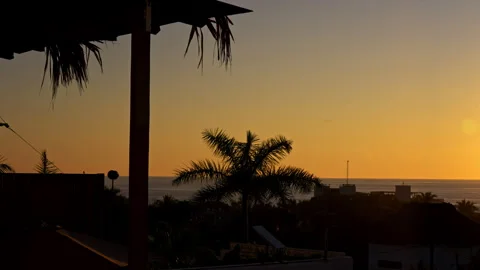 Relaxing sunset with plants and trees in the foreground Stock Footage 264945201