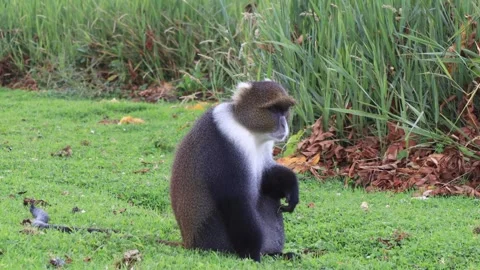 RELAXING SYKES MONKEY INSIDE MT.KENYA NATIONAL PARK. Stock Footage 313752203