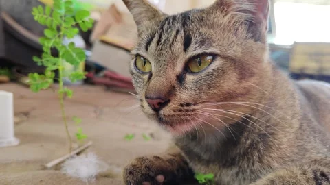 A Relaxing Tabby Cat in a Rustic Setting Stock Footage 311514332