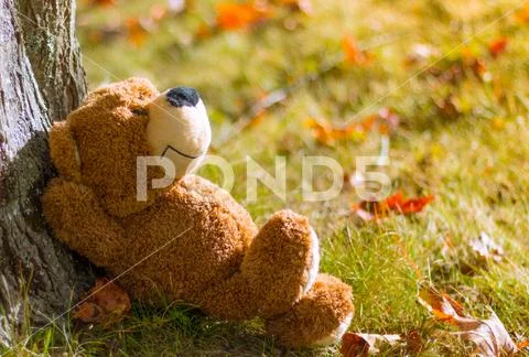 Relaxing Teddy Bear Under Tree in Fall Stock Photos