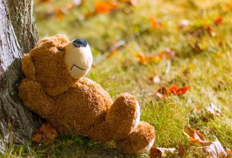 Relaxing Teddy Bear Under Tree in Fall Stock Photos
