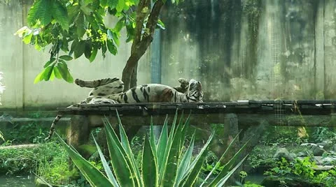 The relaxing tiger Stock Footage 10876821