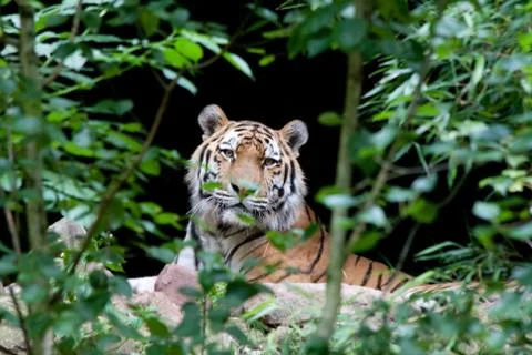 Relaxing tiger Stock Photos