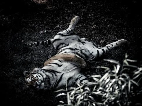 Relaxing tiger 写真素材