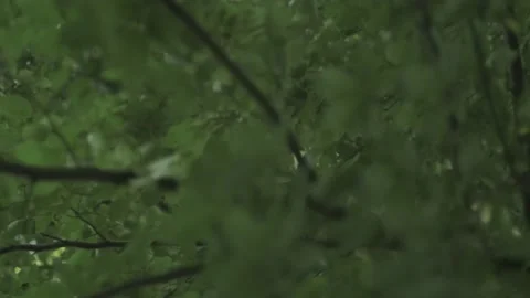 Relaxing tree branches subtely moved by the wind in a forest life at summer Видео 136760339