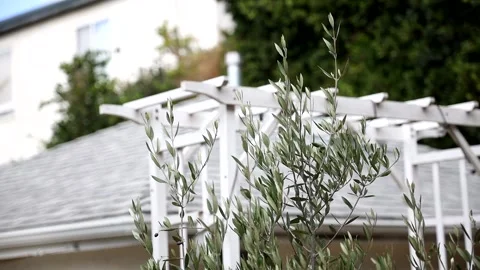 Relaxing tree branches waving 1 Stock Footage 162758421