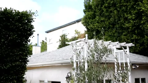 Relaxing tree branches waving Stock Footage 162758437