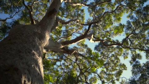 Relaxing Trees Blowing in Wind 4k Stock Footage 78497993