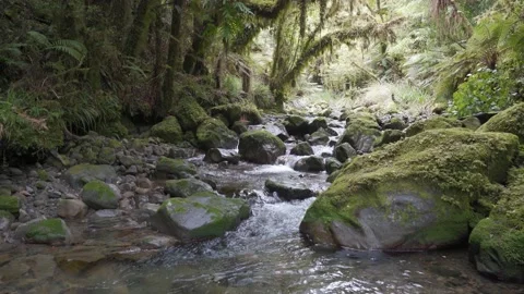 Relaxing Trickling Creek in Native New Zealand Bush Stock Footage 203928367