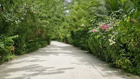 A relaxing tropical resort path surrounded by lush green vegetation. Maldives. Stock Footage 315213222