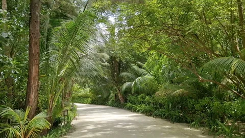 A relaxing tropical resort path surrounded by lush green vegetation. Maldives. Stock Footage 318455658