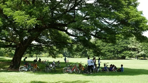 Relaxing under big tree in a public park Stock Footage 102372338
