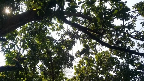 Relaxing under a lush green leafy tree providing cool shade on a sunny day Stock Footage 340118412