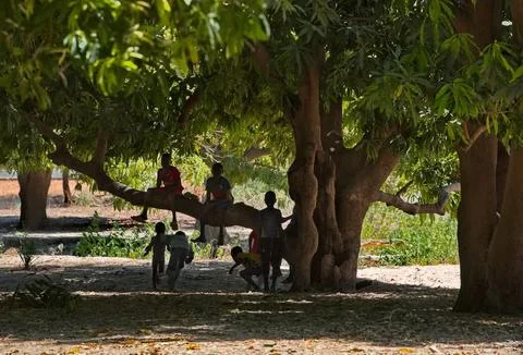 Relaxing under a mango tree Stock Photos