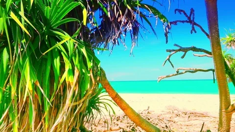 Relaxing view of palm tree foliage slightly trembling in wind Stock Footage 72782413
