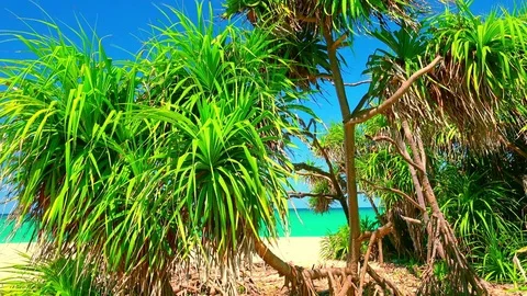 Relaxing view of palm tree foliage slightly trembling in wind Видео 72782684