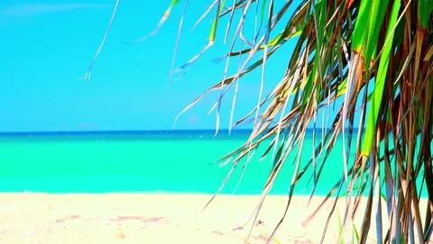 Relaxing view of palm tree foliage slightly trembling in wind Stock Footage 72782772