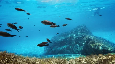 Relaxing view of underwater life Stock Footage 202131746