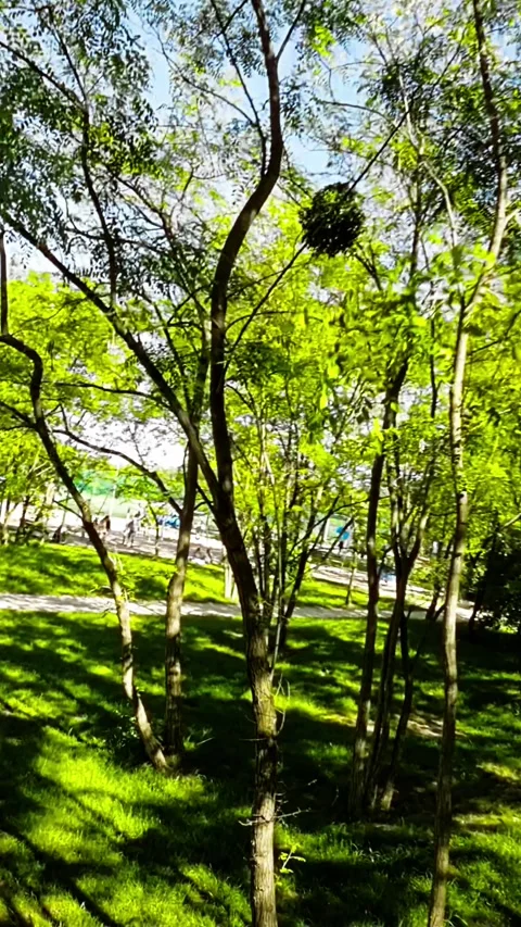 A Relaxing Walk in the Park Stock Footage 278239181
