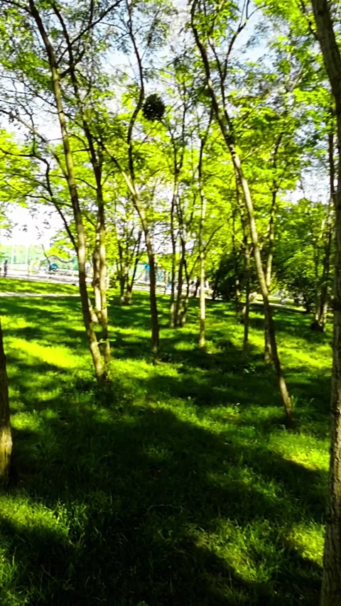 A Relaxing Walk in the Park Stock Footage 278455630