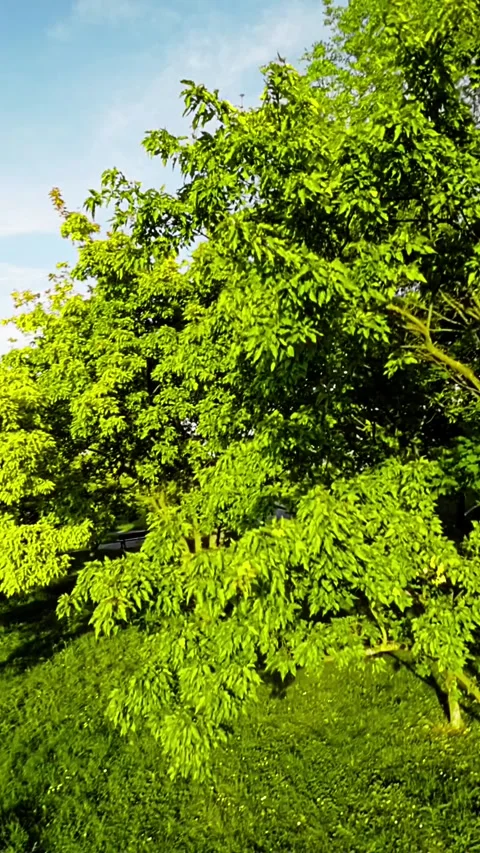 A Relaxing Walk in the Park Stock Footage 278490807