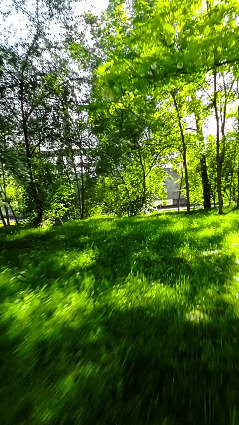 A Relaxing Walk in the Park Stock Footage 278505309