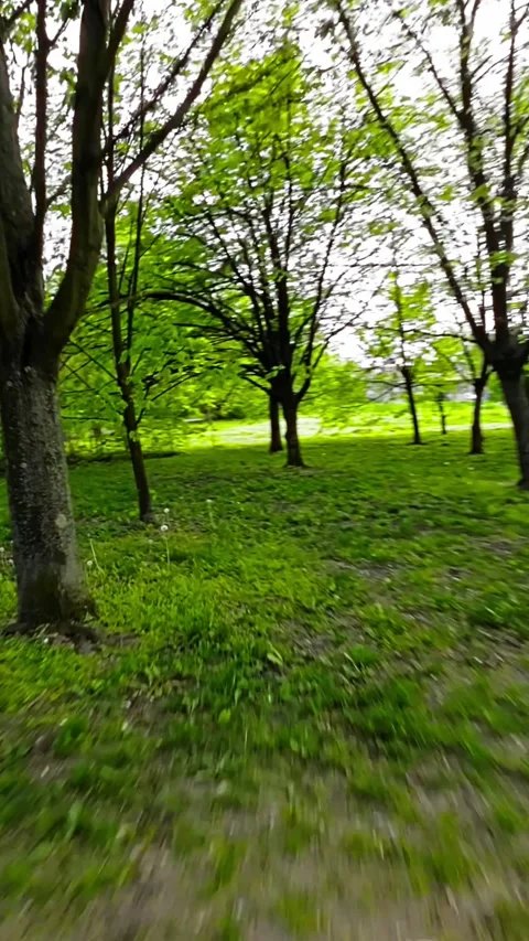 A Relaxing Walk in the Park Stock Footage 278695507