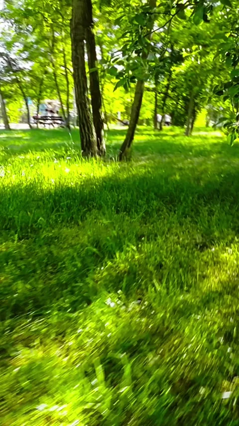 A Relaxing Walk in the Park Stock Footage 278737836