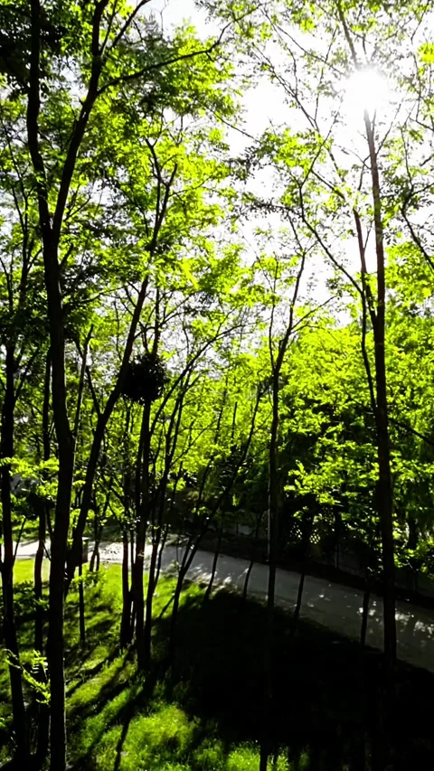 A Relaxing Walk in the Park Stock Footage 278836264