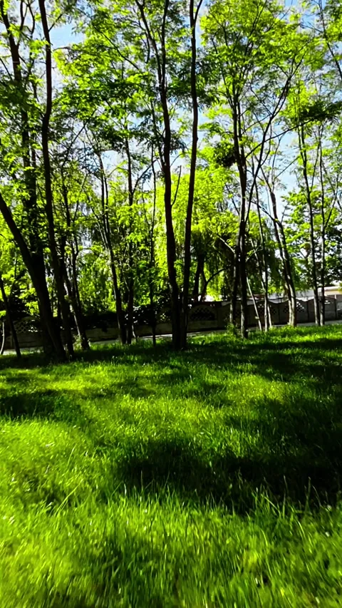 A Relaxing Walk in the Park Stock Footage 278845343