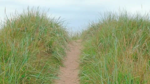 Relaxing walk by sand path in green grass golden spikelet plants of coastal dune Vídeo Stock 321156922