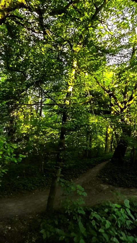 A Relaxing Walk Through a Beautiful Summer Forest Stock Footage 281159587