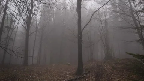 Relaxing Walk Through the Forest Stock Footage 207801409