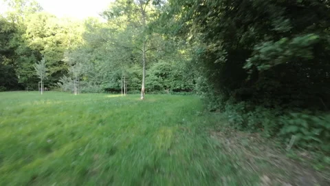 A Relaxing Walk Through the Forest Stock Footage 276628197