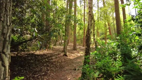 Relaxing Walk through Green Forest Landscape Video stock 208076640