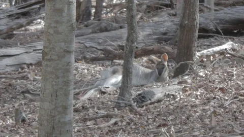 Relaxing Wallaby Stock Footage 86665237