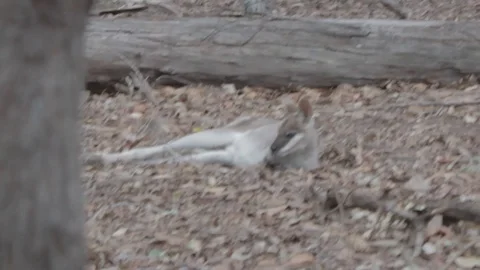 Relaxing Wallaby Stock Footage 86665524