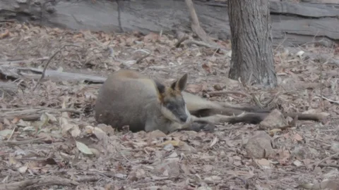 Relaxing Wallaby Stock Footage 86665529