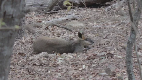 Relaxing Wallaby Stock Footage 86665539