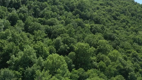 Relaxing waving of green forest branches 4K footage Stock Footage 196848651