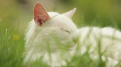 Relaxing white cat in grass. Stock Footage 36718405