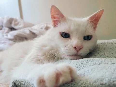Relaxing White Cat Stock Photos