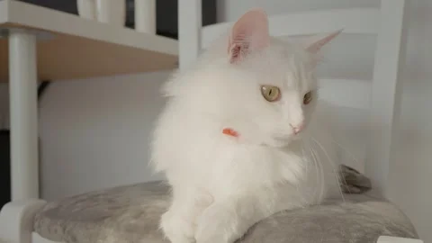 Relaxing white cat sits gracefully on chair during a peaceful afternoon Stock Footage 320951482
