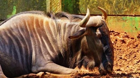 A relaxing wildebeest 10 bit 4k 60fps Stock Footage 269536701
