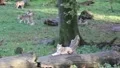 Relaxing wolves in their territory HD Footage