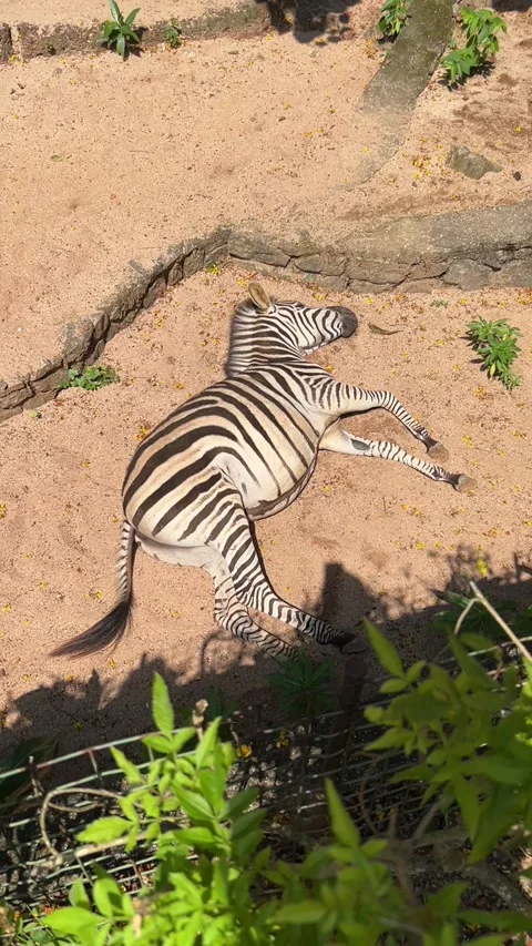 Relaxing Zebra Basks in Sunlit Habitat Stock Footage 257587861