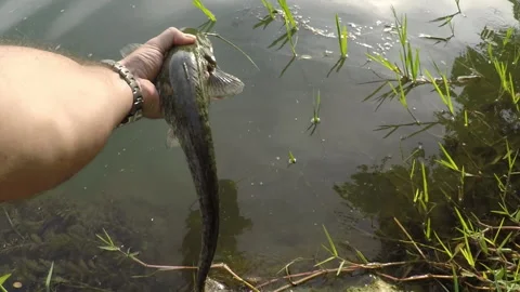 Release Catfish Back into the River Video stock 172429710