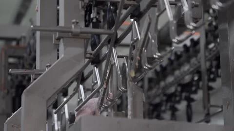 Release  chicken leg Stock Footage 246837447